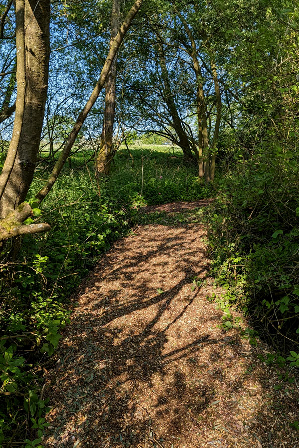 Woodland Overview
